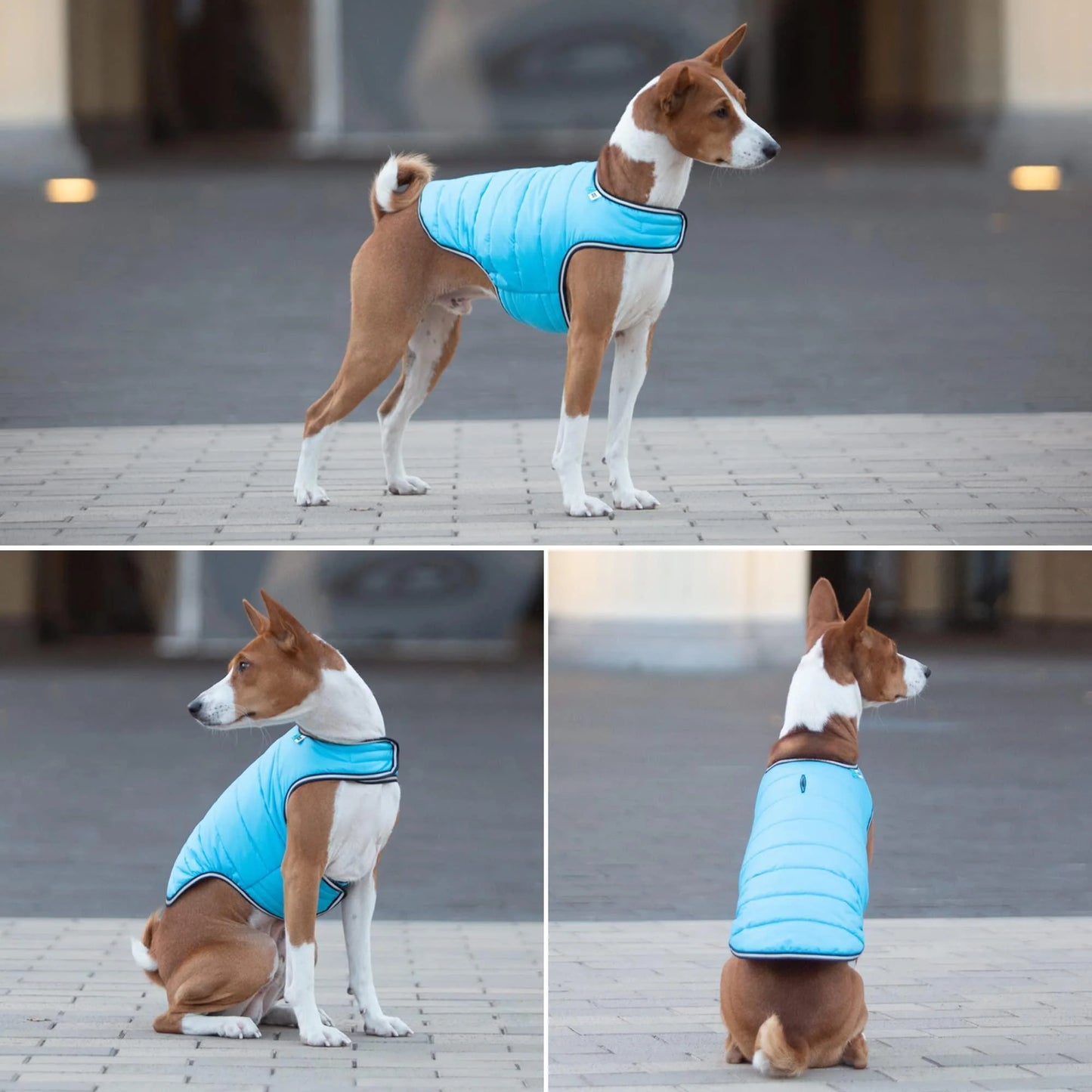 Your dog will thrive with this coat.
